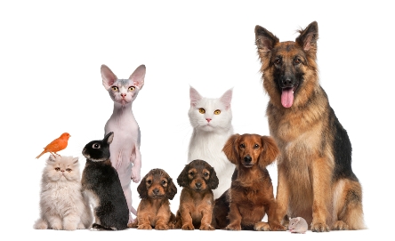 PETS -1